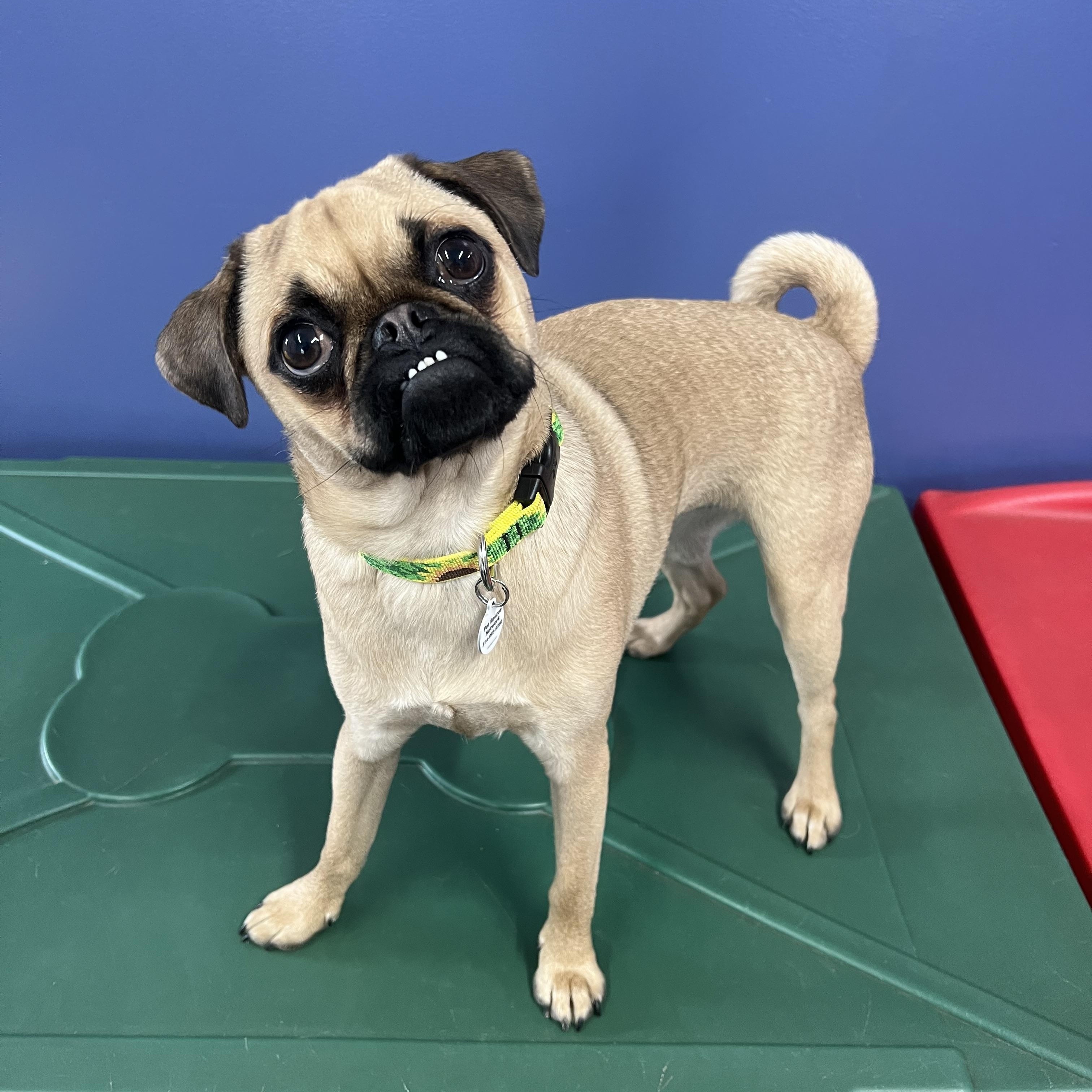 Rumi , a ADOPTABLE Pug in High Ridge, MO image 3/5