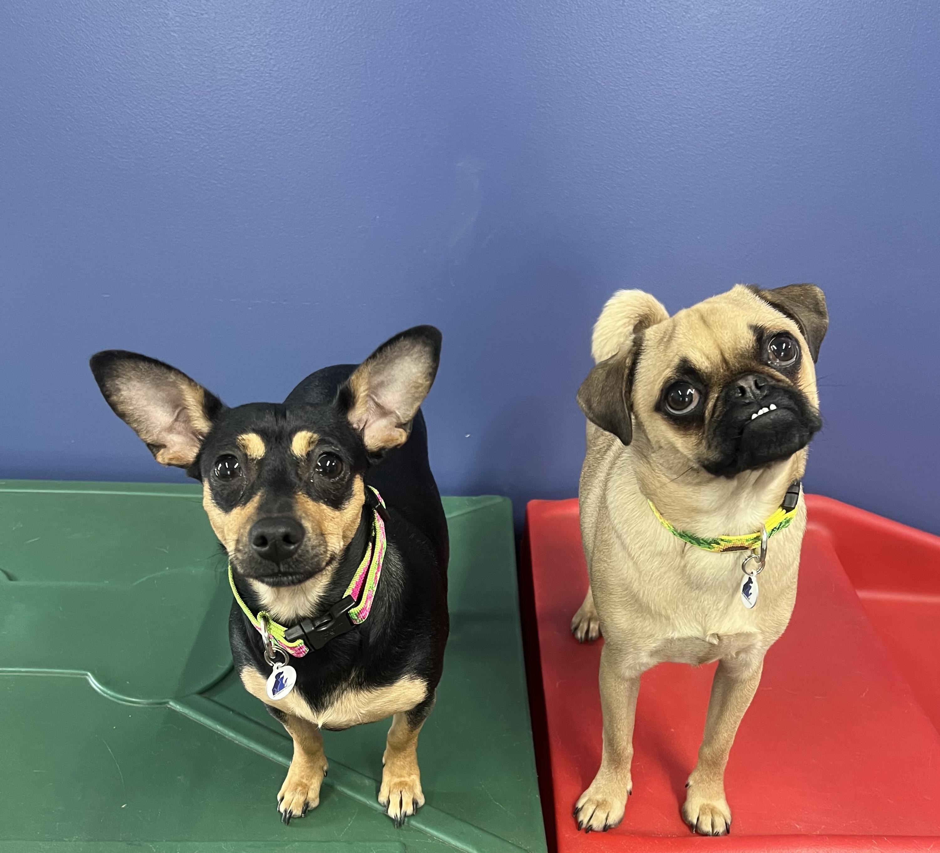 Rumi , a ADOPTABLE Pug in High Ridge, MO image 5/5