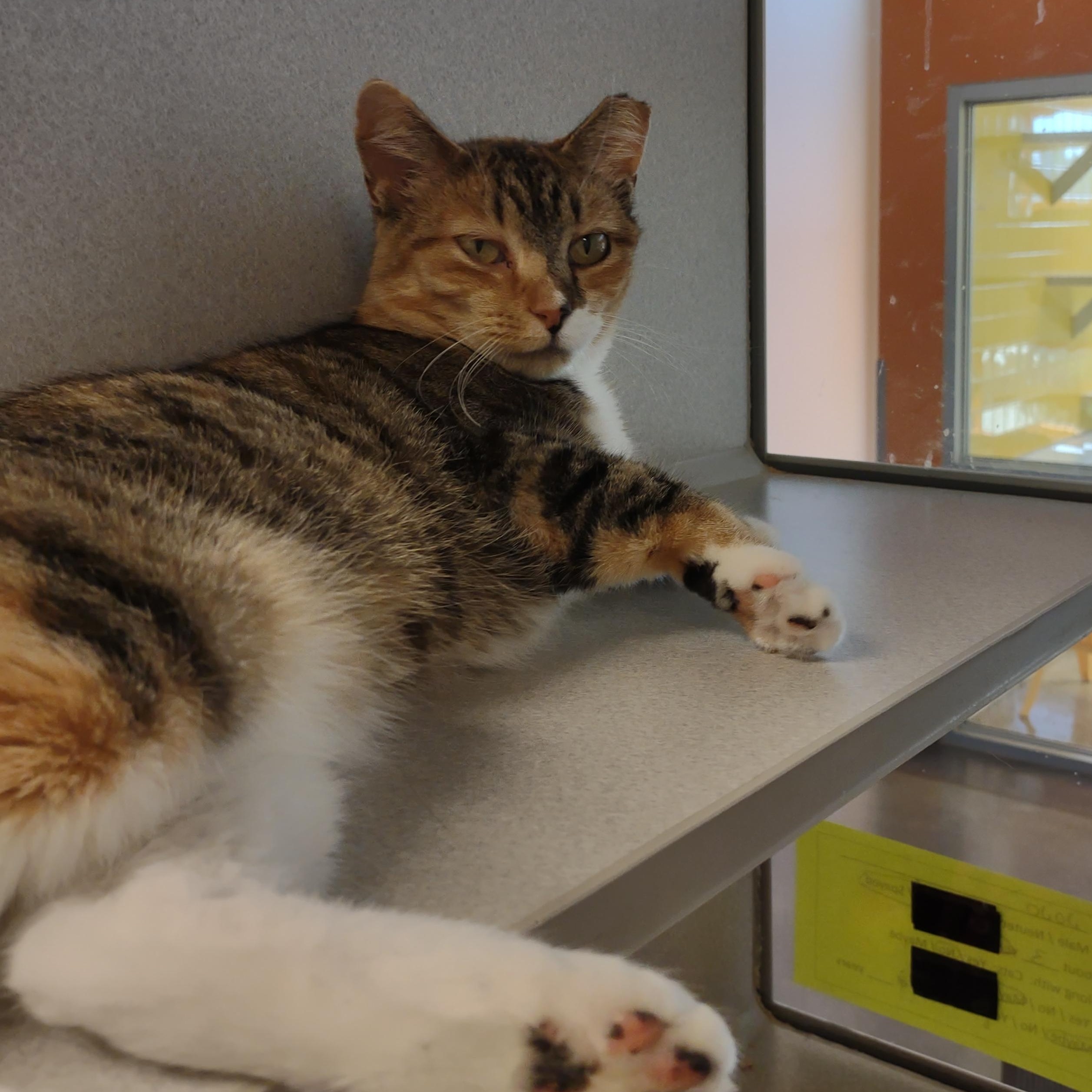 Jojo, Adoptable, Adult Female Domestic Short Hair.