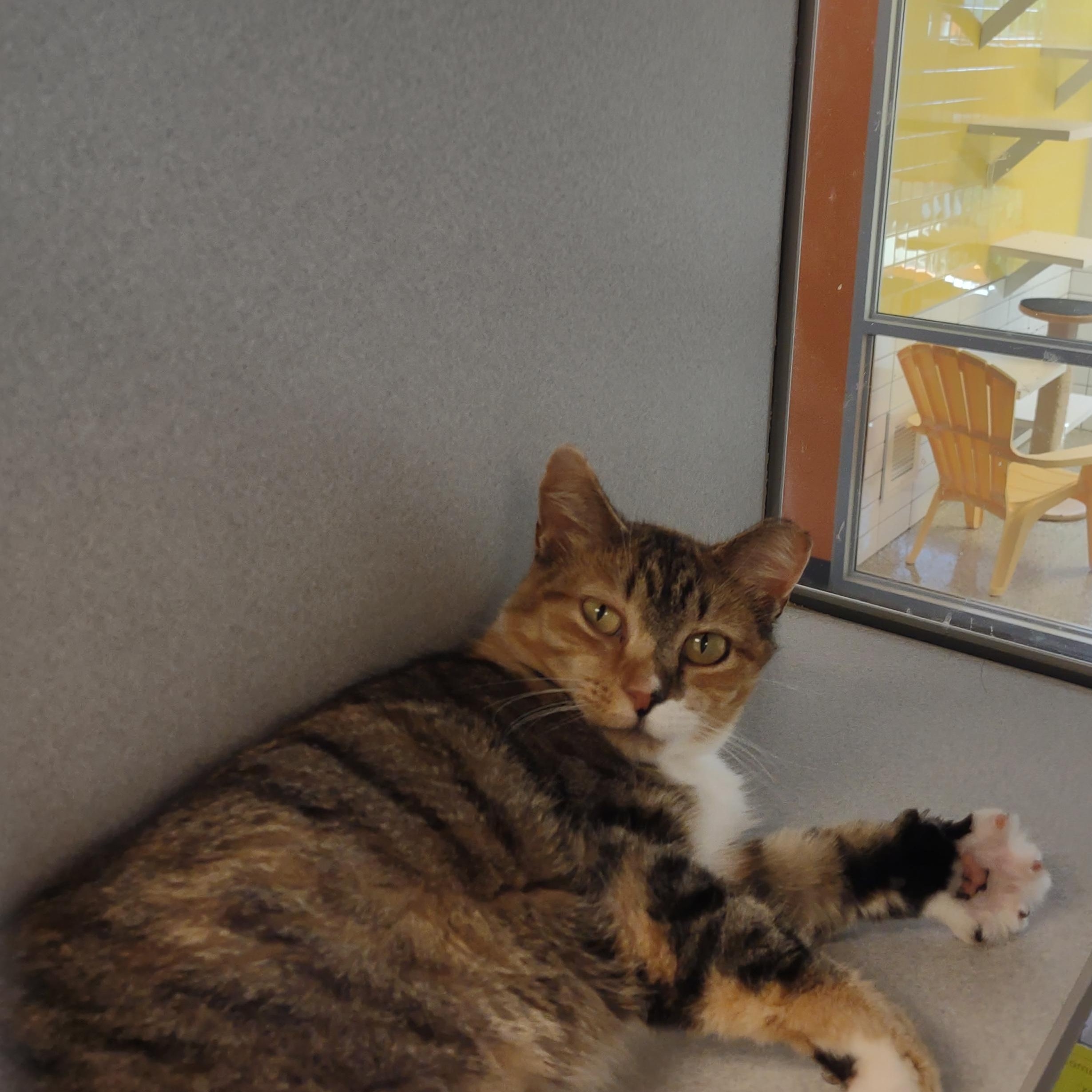 Jojo, a Adoptable Domestic Short Hair in Cedar Rapids, IA image 2/3