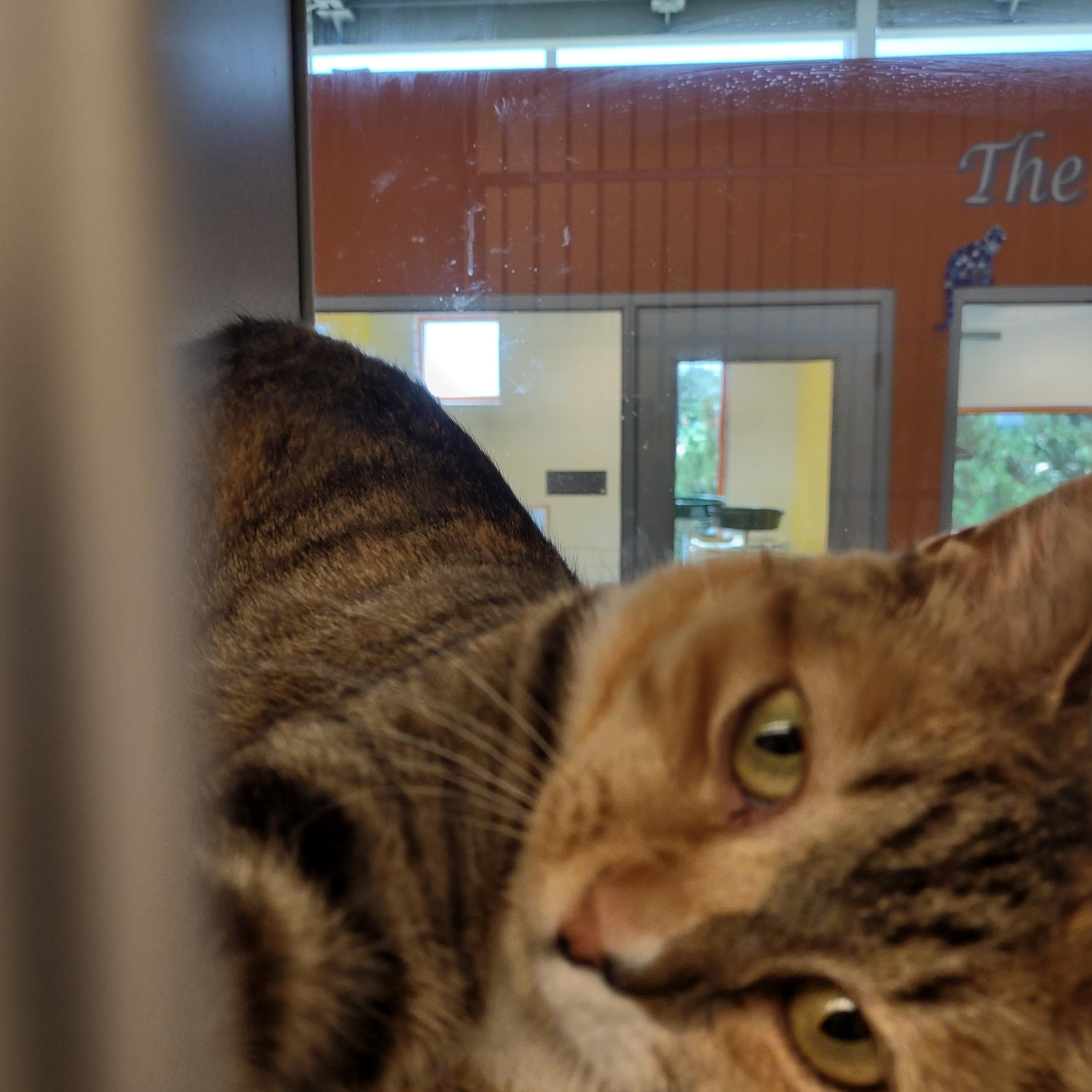 Jojo, a Adoptable Domestic Short Hair in Cedar Rapids, IA image 3/3