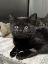 Enlarge Maple, a Adoptable mixed breed in Tinley Park, IL image 1/2