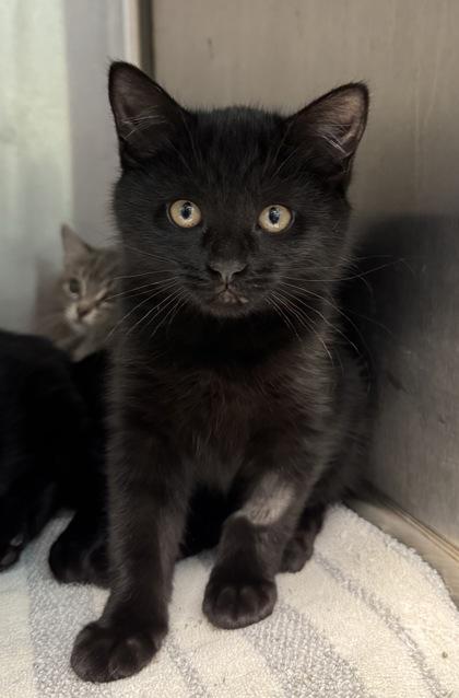 Enlarge Maple, a Adoptable mixed breed in Tinley Park, IL image 2/2