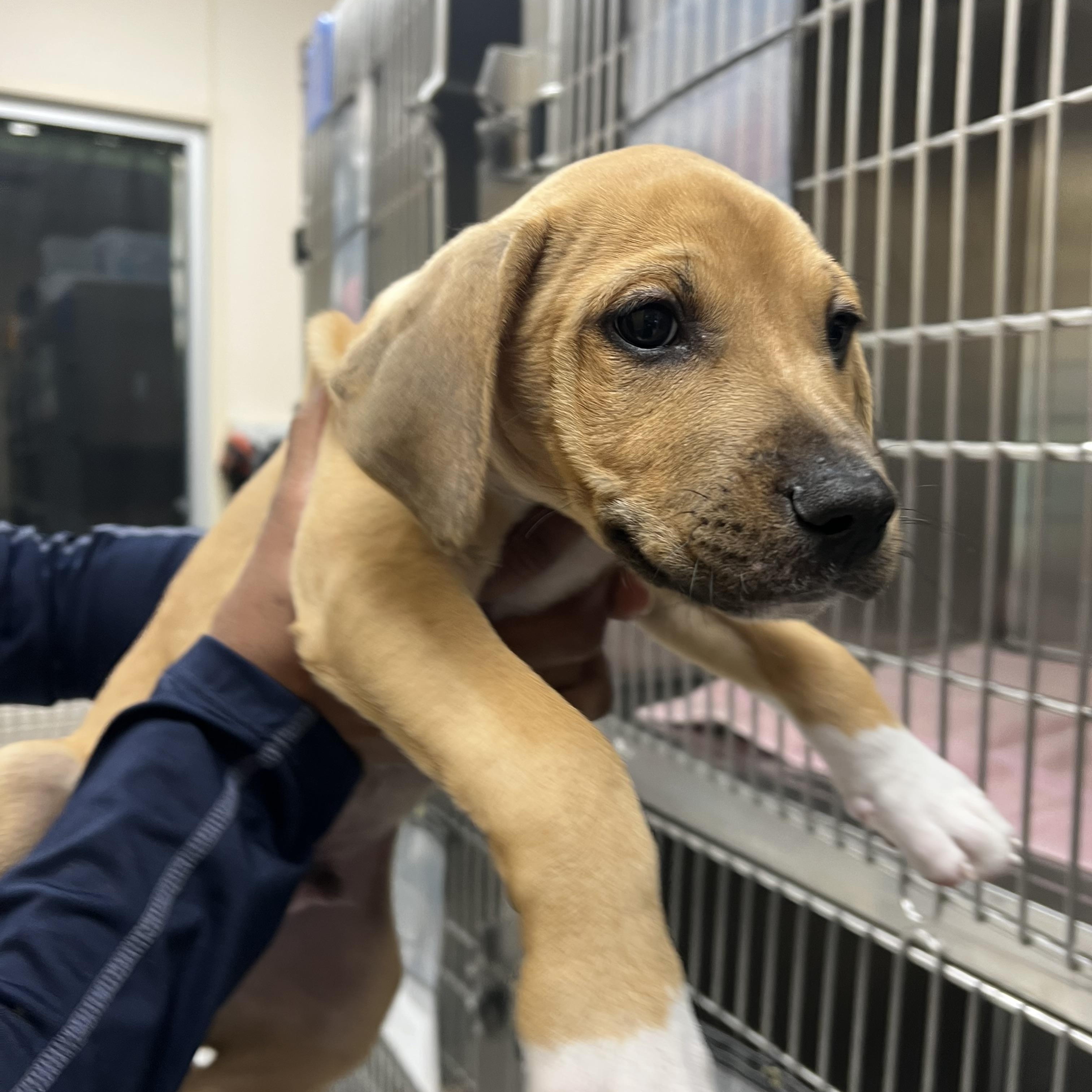 Enlarge Clover, an adopted Mixed Breed in Charleston, SC image 1/1