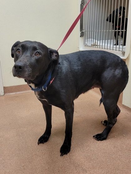 Sassy, an adoptable Terrier Mix in Erie, PA_image-1