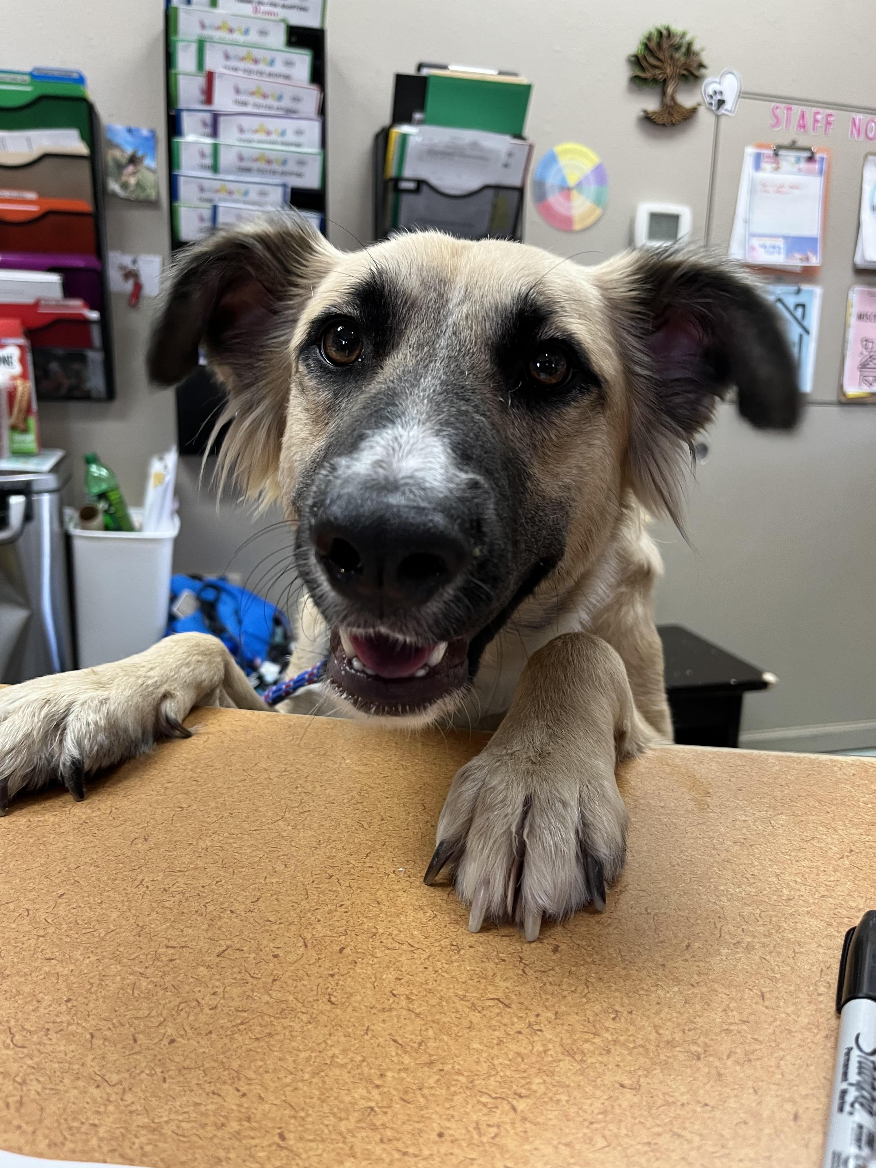 Beauty, Adoptable, Adult Female Australian Shepherd.