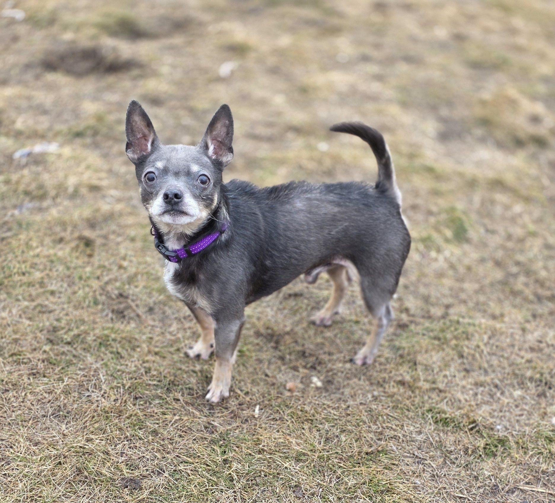 Tazz, adopted, Senior Male Chihuahua.