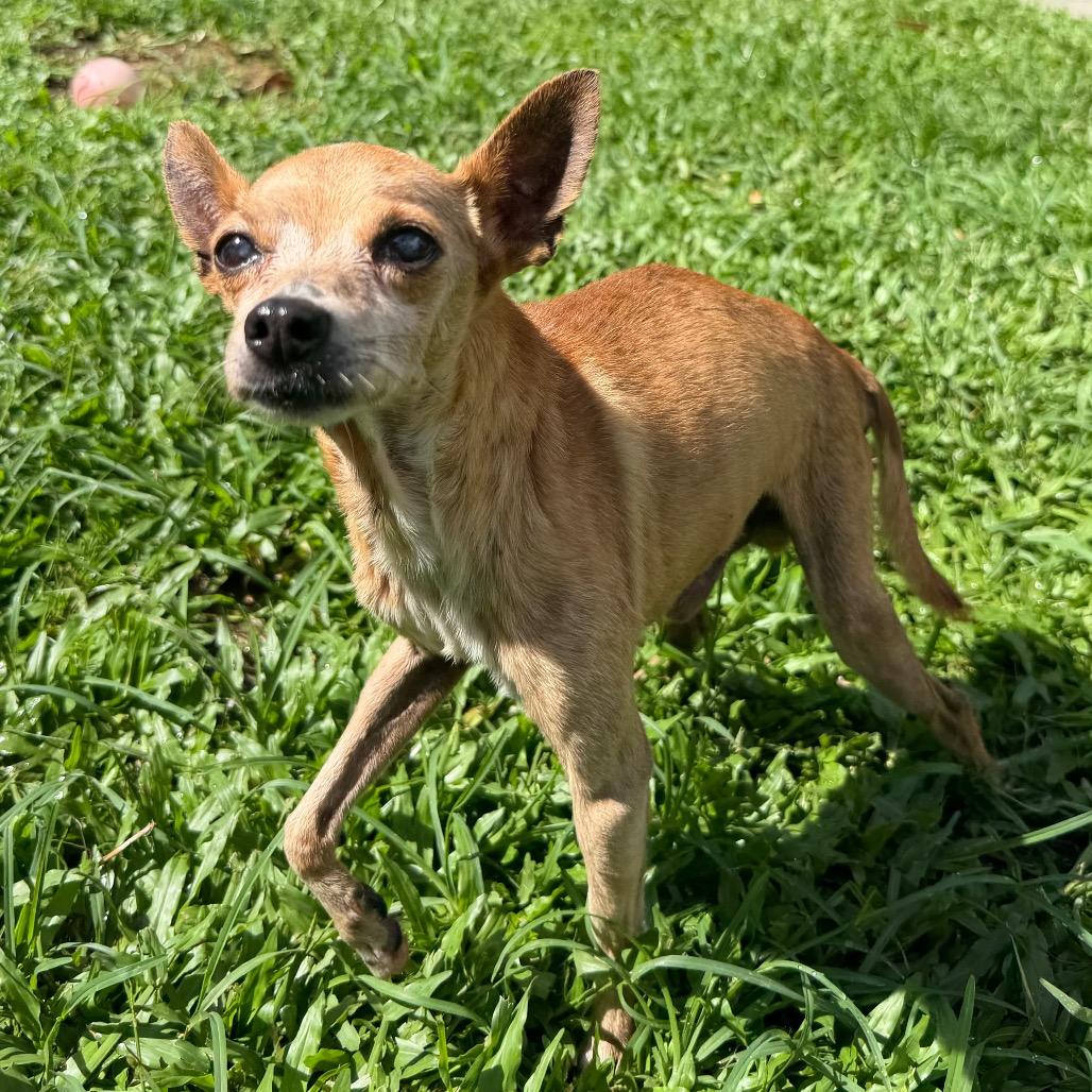 Kekoa, Adoptable, Senior Male Chihuahua & Mixed Breed.
