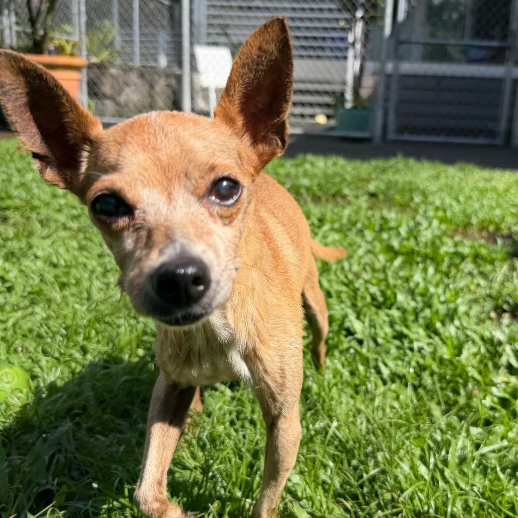 Enlarge Kekoa, a Adoptable mixed breed in Keaau, HI image 2/4