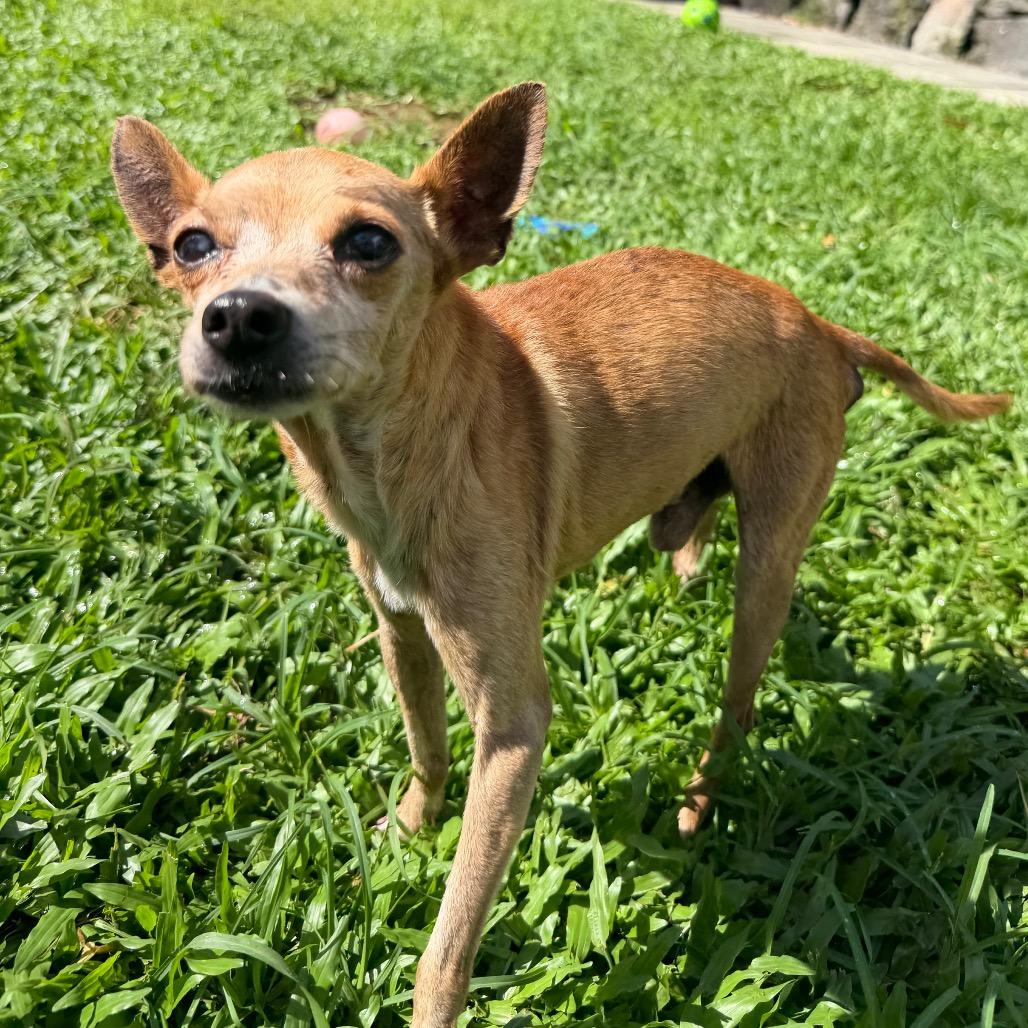 Enlarge Kekoa, a Adoptable mixed breed in Keaau, HI image 3/4