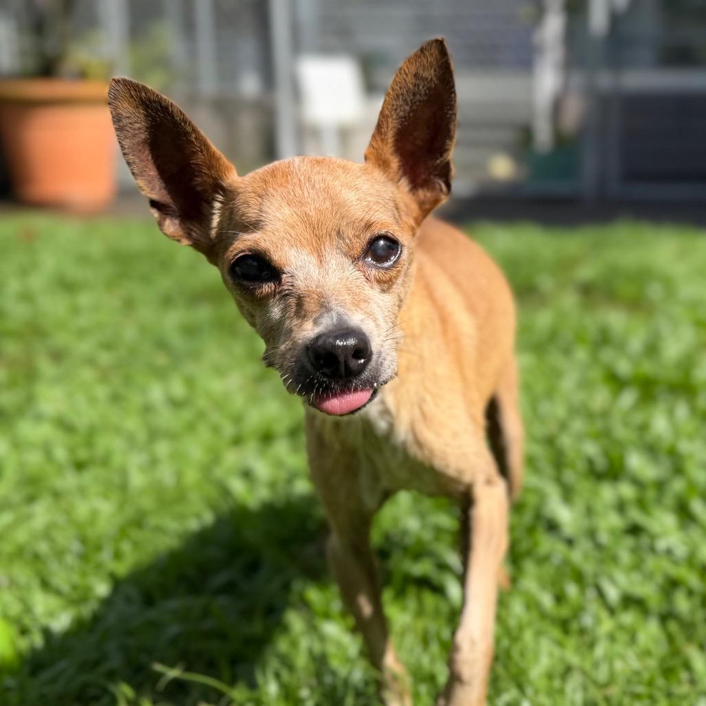 Enlarge Kekoa, a Adoptable mixed breed in Keaau, HI image 4/4