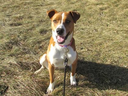 Jingles, a Adoptable mixed breed in Boulder, CO image 1/3