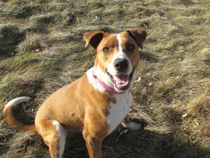 Jingles, a Adoptable mixed breed in Boulder, CO image 3/3