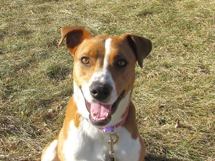 Enlarge Ginger, a Adoptable mixed breed in Boulder, CO image 3/3