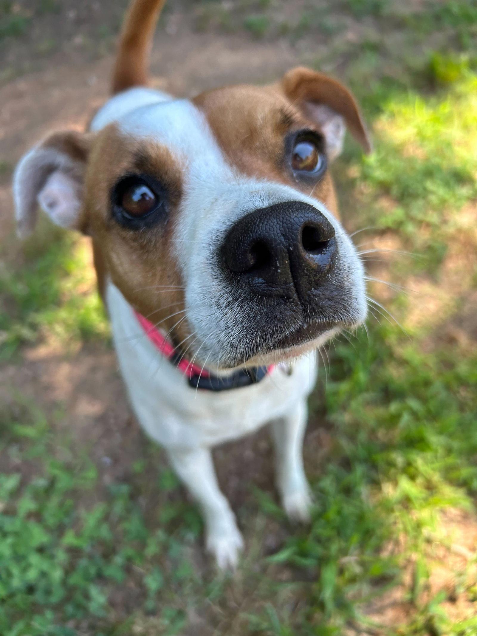 Stella May 26, Adoptable, Adult Female Jack Russell Terrier & Terrier.