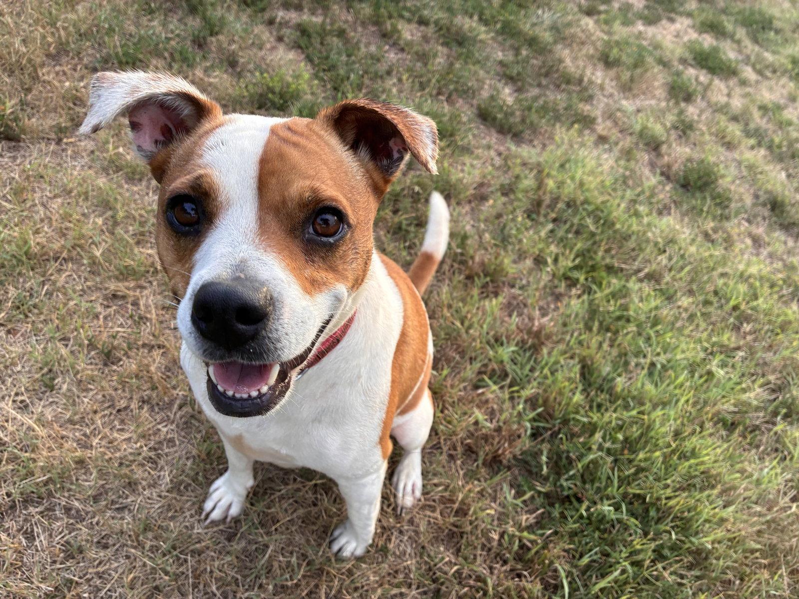 Enlarge Stella May 26, a Adoptable mixed breed in Pacolet, SC image 2/3
