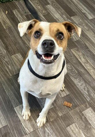 Enlarge Stella May 26, a Adoptable mixed breed in Pacolet, SC image 3/3