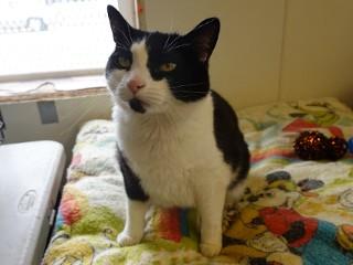 Enlarge Ivy, a ADOPTABLE mixed breed in Anaconda, MT image 4/5