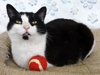 Enlarge Ivy, a ADOPTABLE mixed breed in Anaconda, MT image 2/5