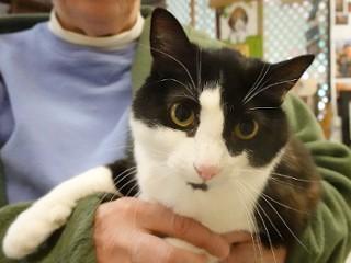 Enlarge Ivy, a ADOPTABLE mixed breed in Anaconda, MT image 5/5