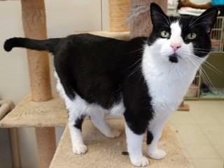 Enlarge Ivy, a ADOPTABLE mixed breed in Anaconda, MT image 3/5