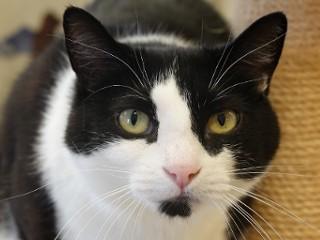 Ivy, ADOPTABLE, Adult Female Domestic Short Hair.