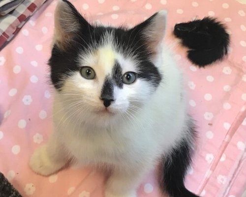 Moe, Adopted, Kitten Male Domestic Short Hair.