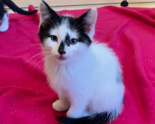 Enlarge Moe, a Adopted Domestic Short Hair in Salt Spring Island, BC image 3/12