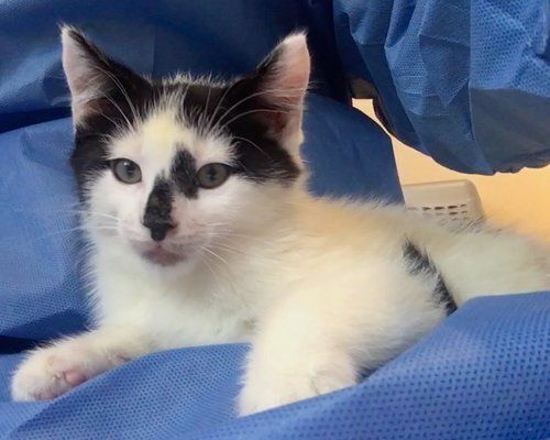 Enlarge Moe, a Adopted Domestic Short Hair in Salt Spring Island, BC image 4/12