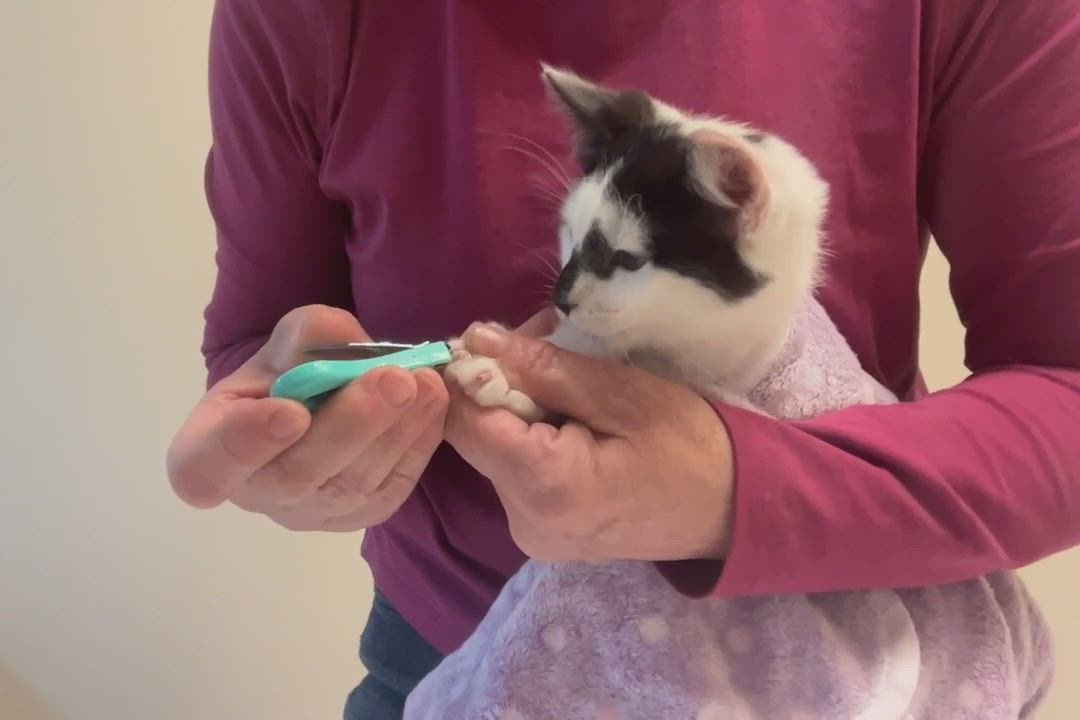 Enlarge Moe, a Adopted Domestic Short Hair in Salt Spring Island, BC video 11/12