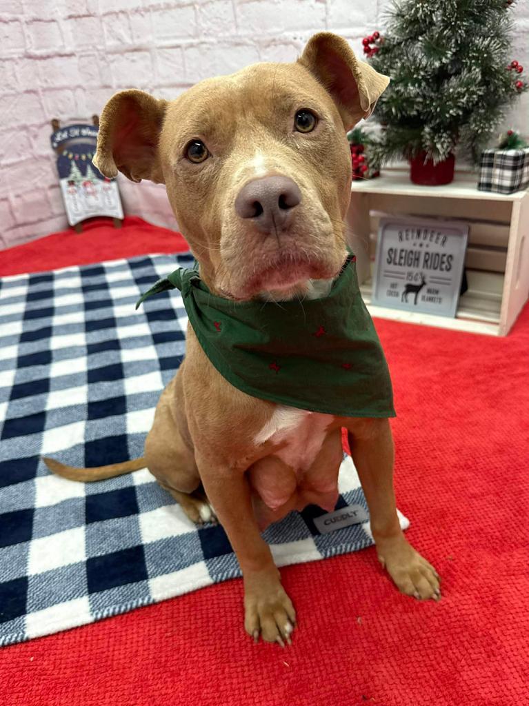 Bloomer, Adoptable, Adult Female Mixed Breed.