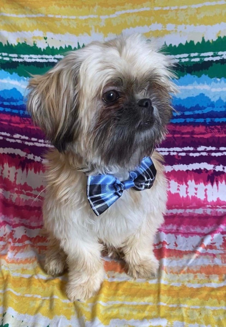 Baka , Adopted, Puppy Male Shih Tzu.