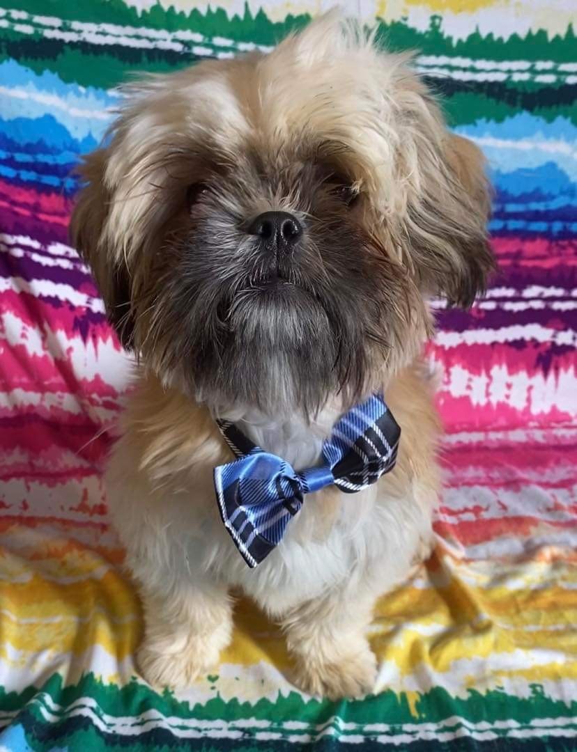 Baka , a Adopted Shih Tzu in Somerset, KY image 2/4