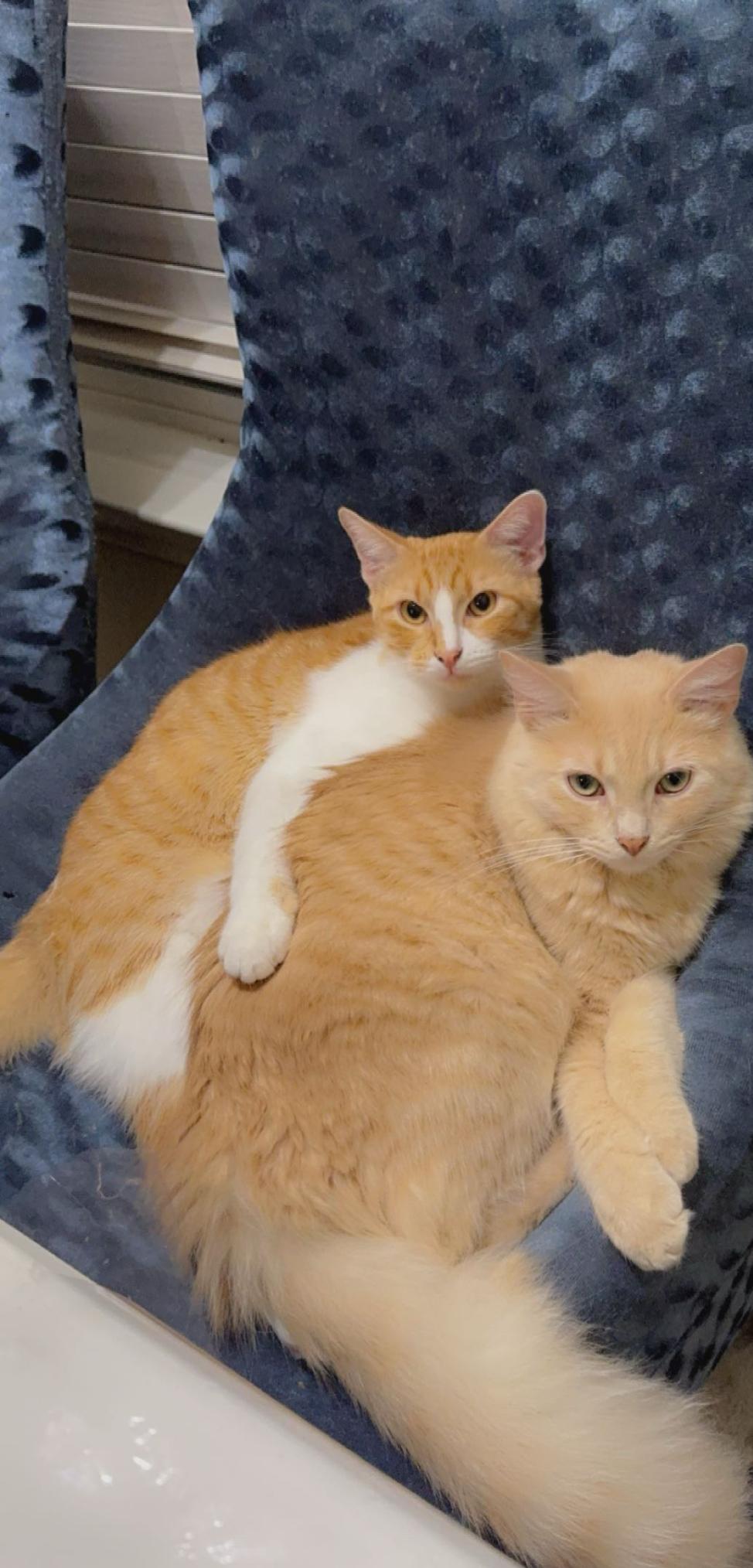 Leon, an adoptable Tabby in Inez, TX, 77968 | Photo Image 2