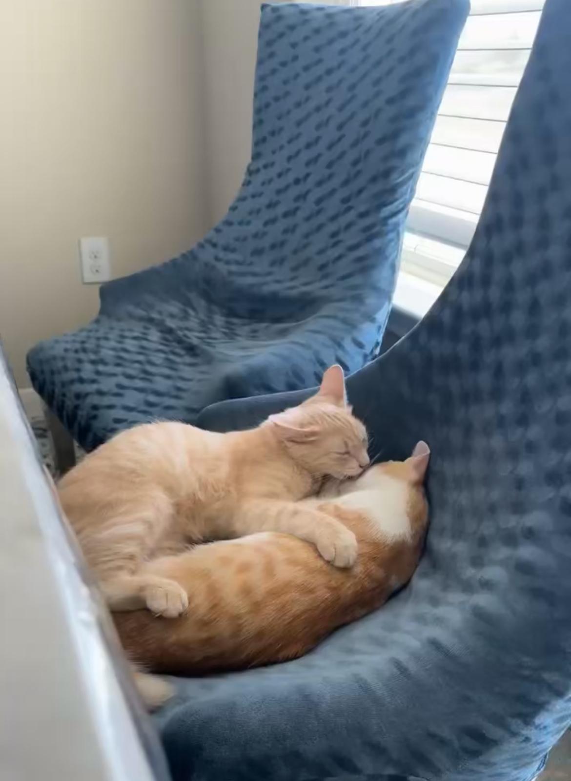 Enlarge Leon, a Adoptable Tabby in Inez, TX image 2/6