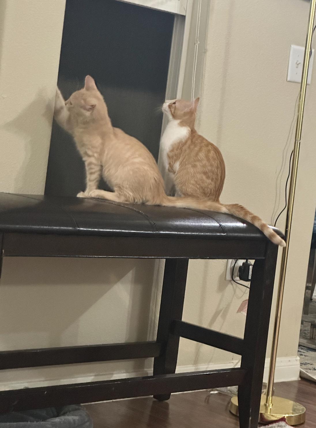 Enlarge Leon, a Adoptable Tabby in Inez, TX image 6/6