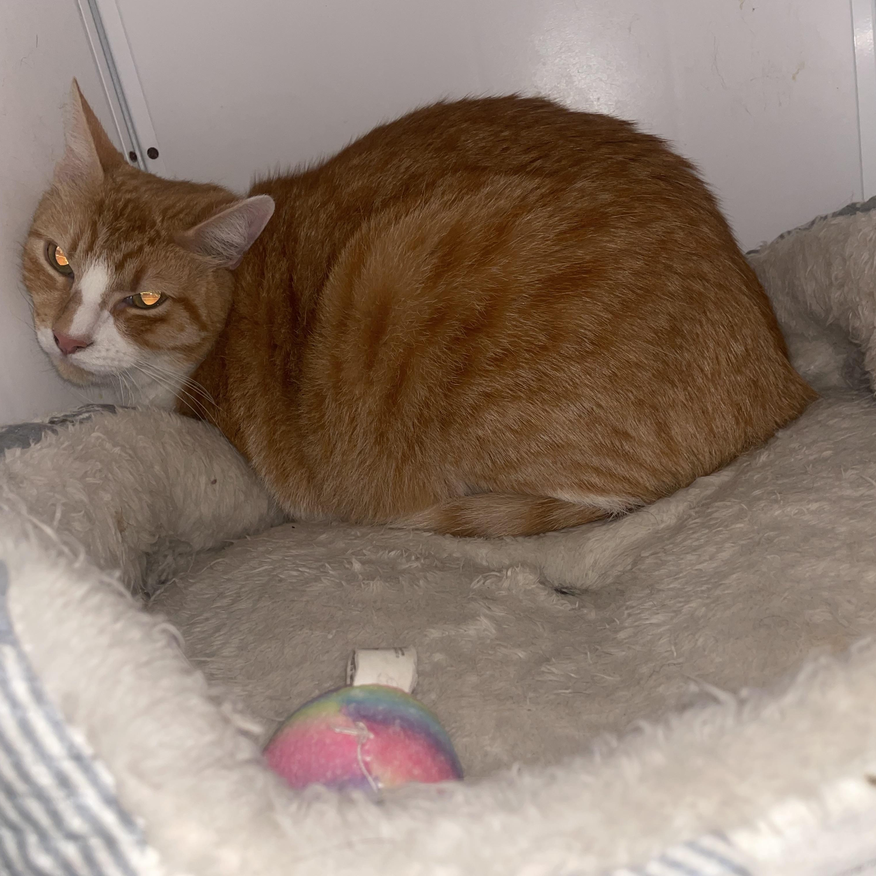 Leon, an adoptable Tabby in Inez, TX, 77968 | Photo Image 5