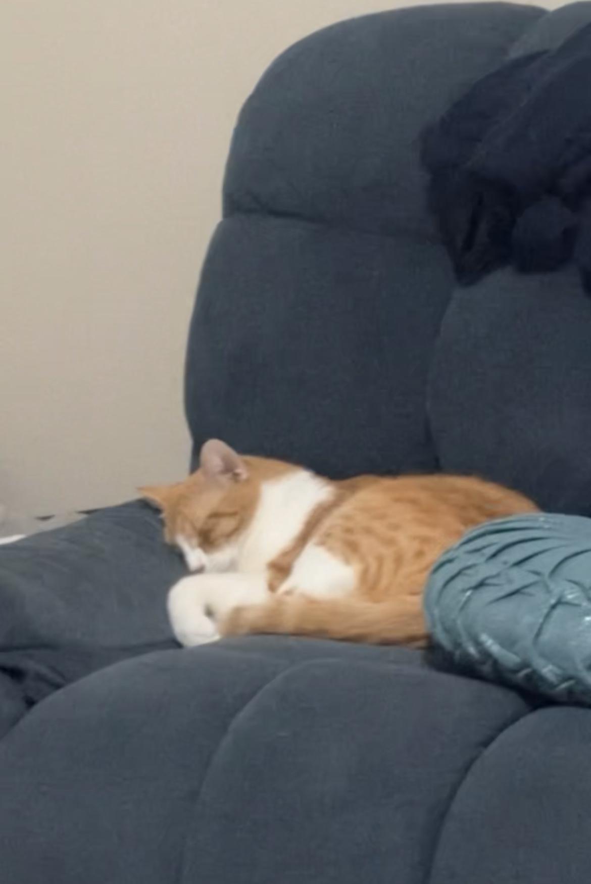 Leon, an adoptable Tabby in Inez, TX, 77968 | Photo Image 1