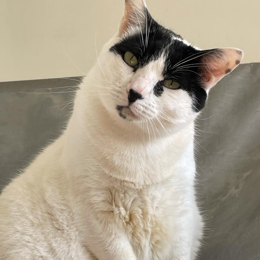 Enlarge Bruce, a Adoptable Domestic Short Hair in Midway City, CA image 1/6