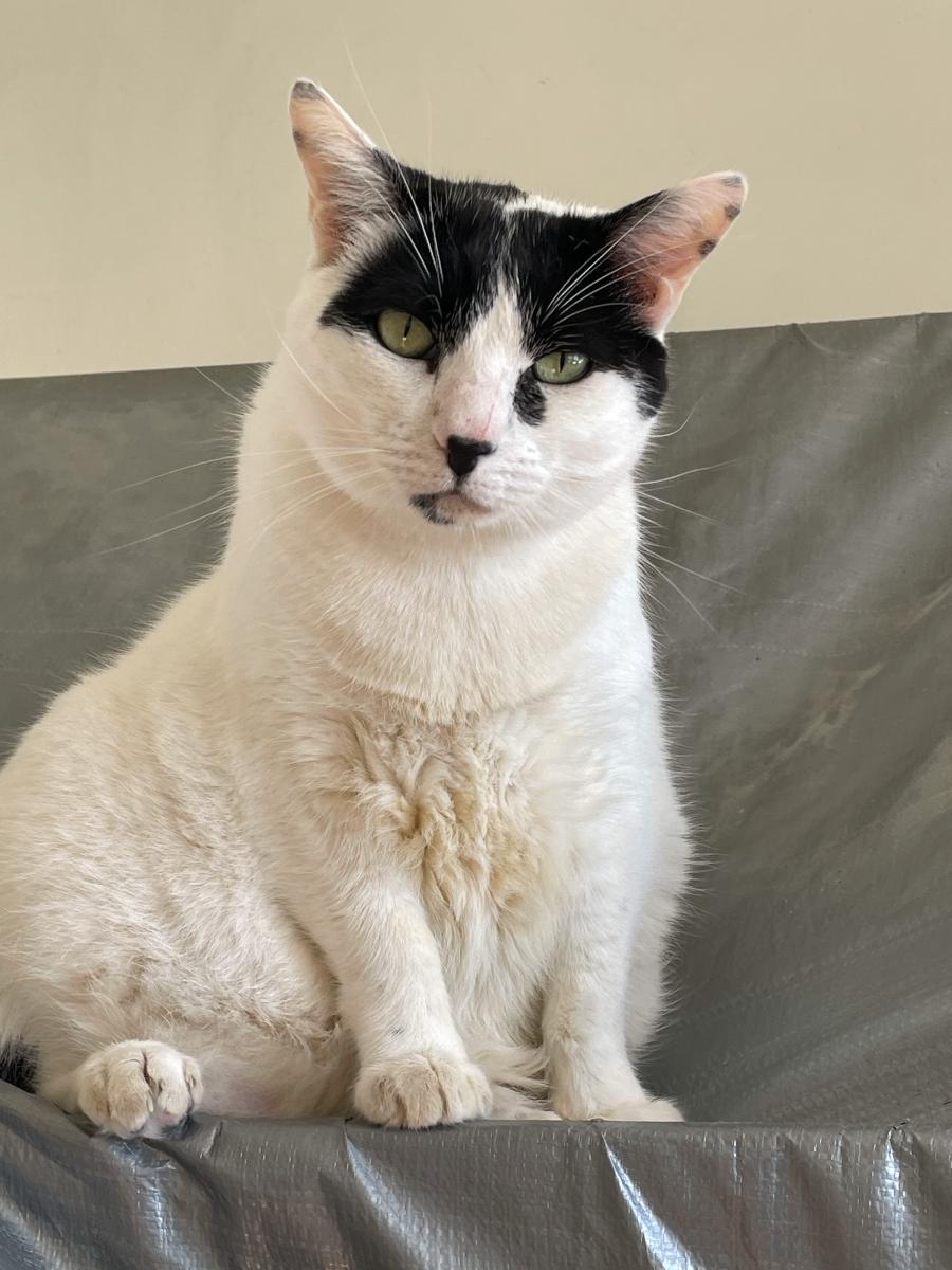 Enlarge Bruce, a Adoptable Domestic Short Hair in Midway City, CA image 5/6