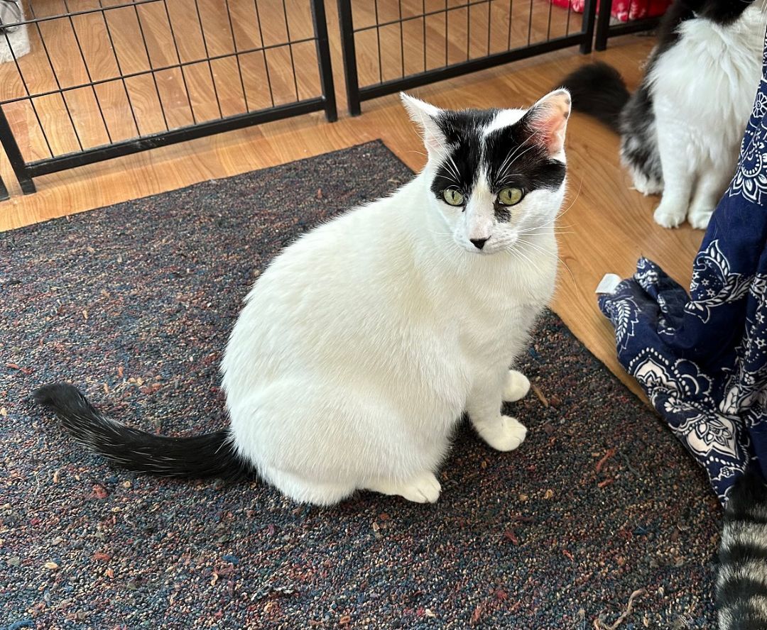 Enlarge Bruce, a Adoptable Domestic Short Hair in Midway City, CA image 3/6