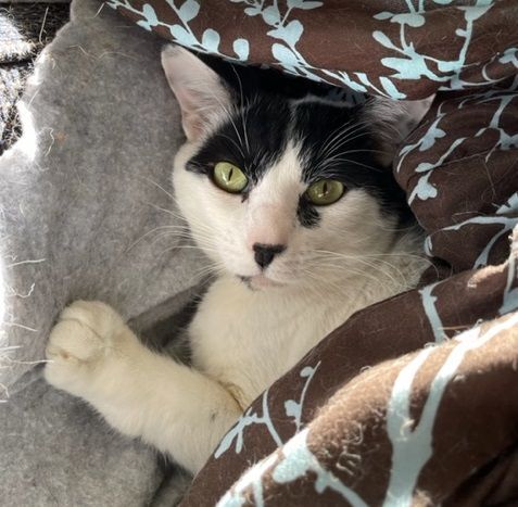 Enlarge Bruce, a Adoptable Domestic Short Hair in Midway City, CA image 4/6