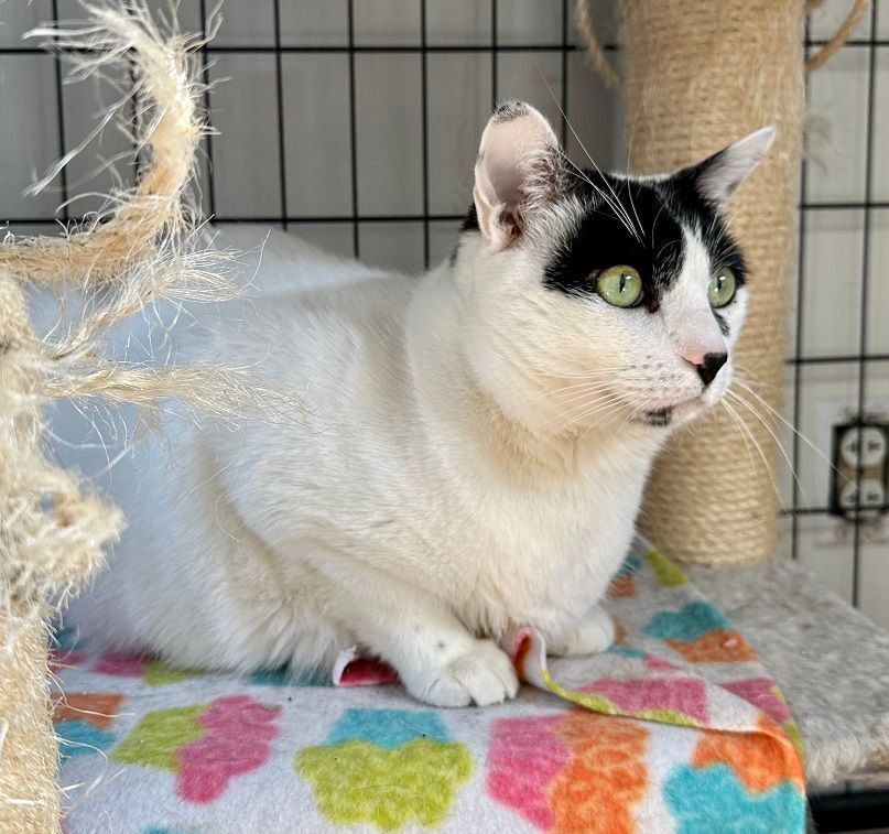 Enlarge Bruce, a Adoptable Domestic Short Hair in Midway City, CA image 6/6