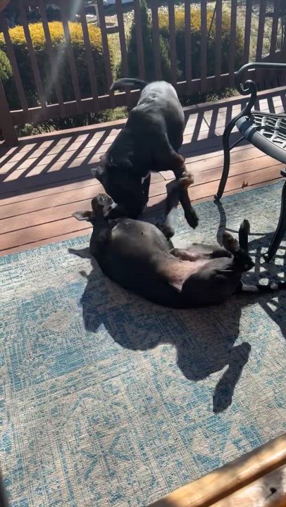 Enlarge Murphy, a Adoptable mixed breed in Pleasant View, TN video 6/6