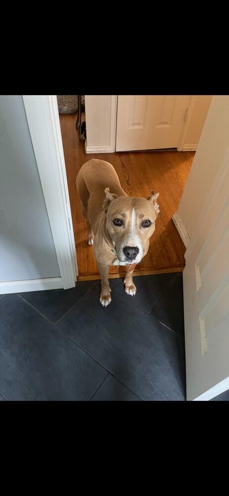 Nikki, Adoptable, Adult Female Mixed Breed.