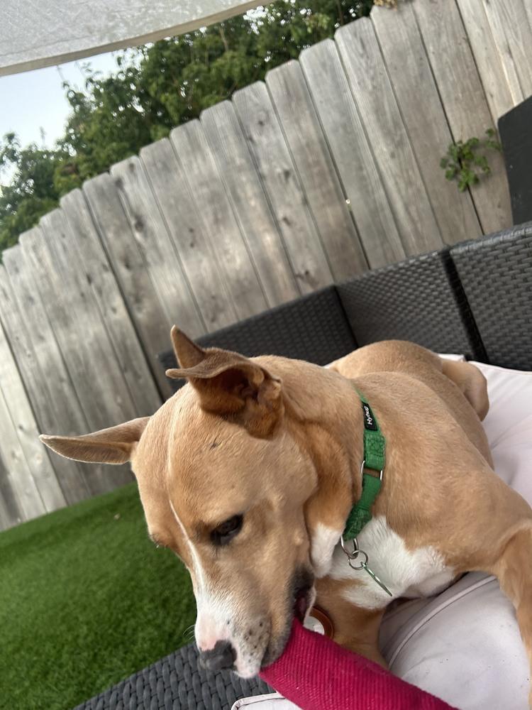 Enlarge Nikki, a Adoptable mixed breed in San Diego, CA image 2/5