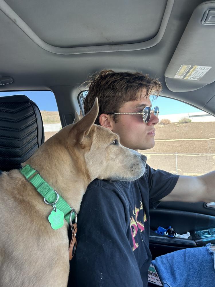 Enlarge Nikki, a Adoptable mixed breed in San Diego, CA image 3/5