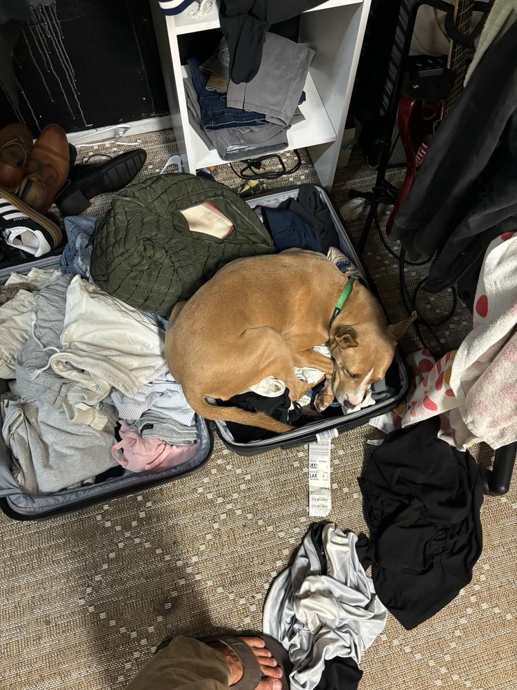 Enlarge Nikki, a Adoptable mixed breed in San Diego, CA image 4/5