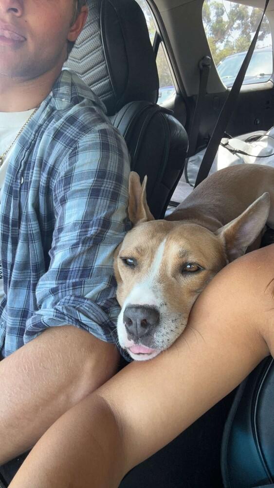 Enlarge Nikki, a Adoptable mixed breed in San Diego, CA image 5/5