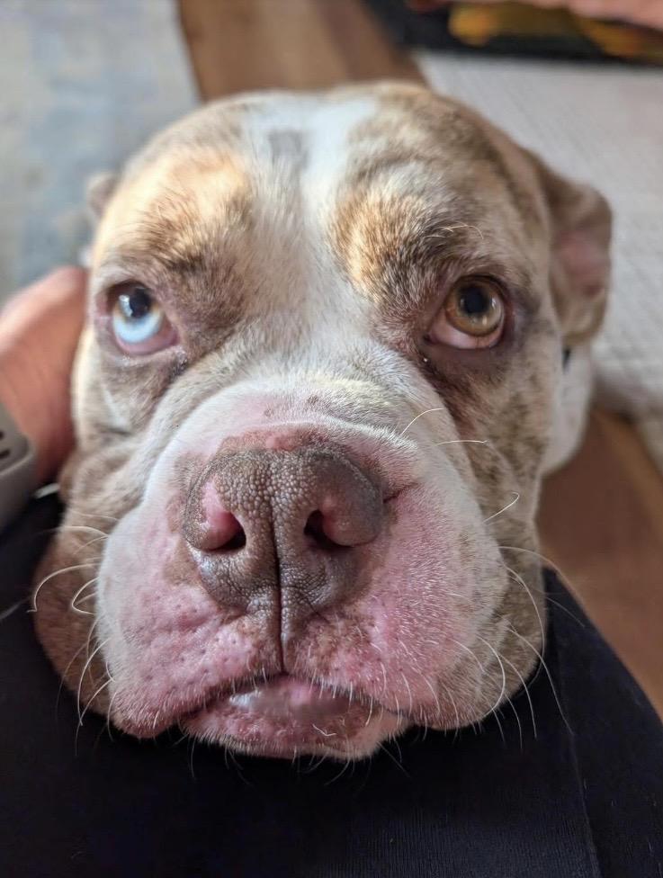 Enlarge Watkins, a ADOPTABLE mixed breed in Philadelphia, PA image 5/6